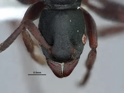 Platythyrea modesta - CASENT0882085