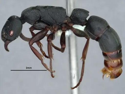 Platythyrea modesta - CASENT0882085