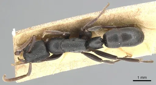 Platythyrea modesta - CASENT0903797