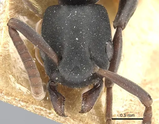 Platythyrea modesta - CASENT0903797