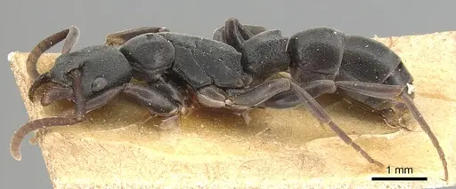 Platythyrea modesta - CASENT0903797