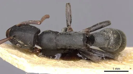 Platythyrea modesta - CASENT0907108