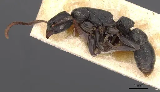 Platythyrea modesta - CASENT0907108