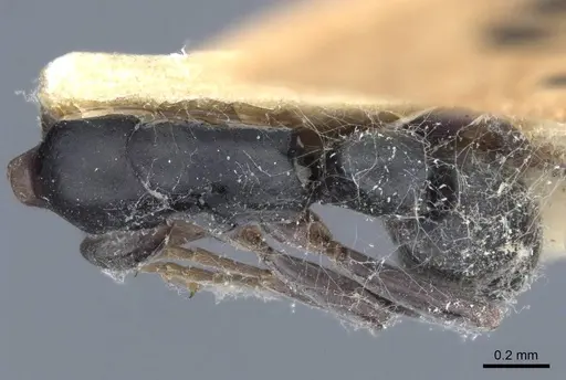 Platythyrea modesta - CASENT0916799