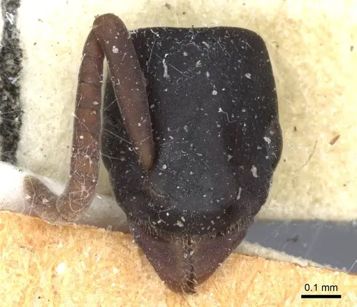 Platythyrea modesta - CASENT0916799