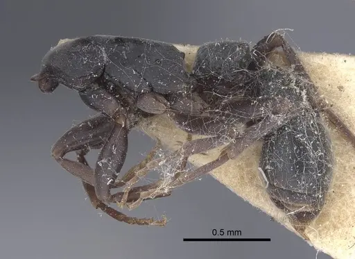 Platythyrea modesta - CASENT0916799