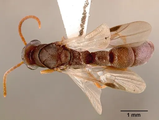 Platythyrea modesta - SAM-HYM-C000992A