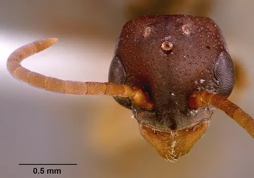 Platythyrea modesta - SAM-HYM-C000992A