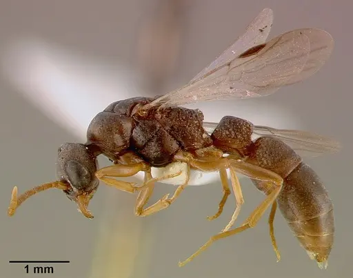 Platythyrea modesta - SAM-HYM-C000992A