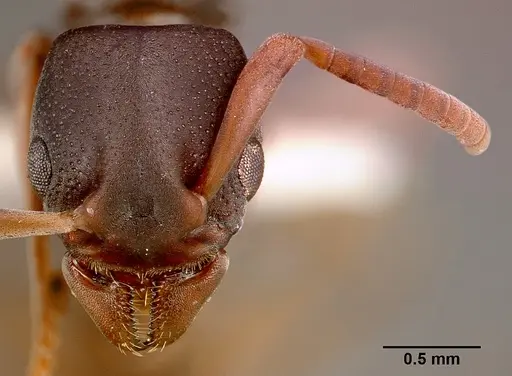 Platythyrea modesta - SAM-HYM-C000992B