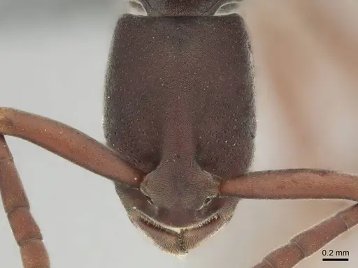 Platythyrea occidentalis specimen