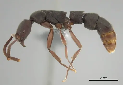 Platythyrea occidentalis - CASENT0250054