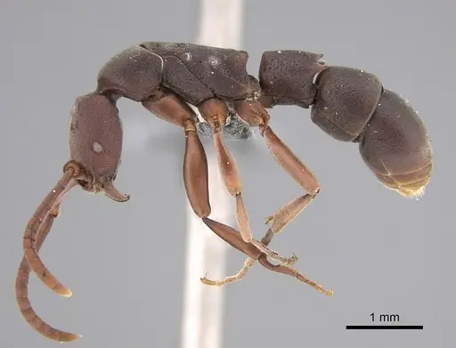 Platythyrea occidentalis - CASENT0250055