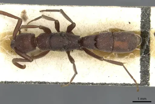 Platythyrea occidentalis - CASENT0913731