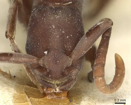 Platythyrea occidentalis - CASENT0913731