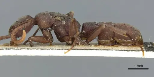 Platythyrea occidentalis - CASENT0913731