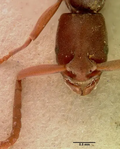 Platythyrea occidentalis - SAM-ENT-0011507