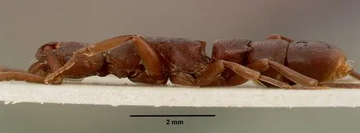 Platythyrea occidentalis - SAM-ENT-0011507