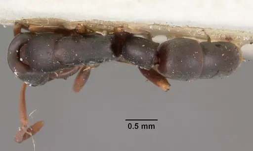 Platythyrea parallela specimen