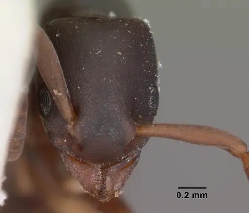 Platythyrea parallela specimen