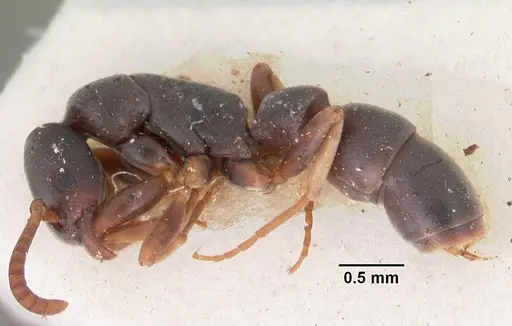 Platythyrea parallela specimen