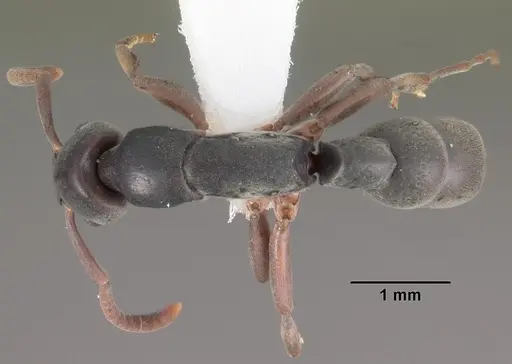 Platythyrea parallela - CASENT0102279