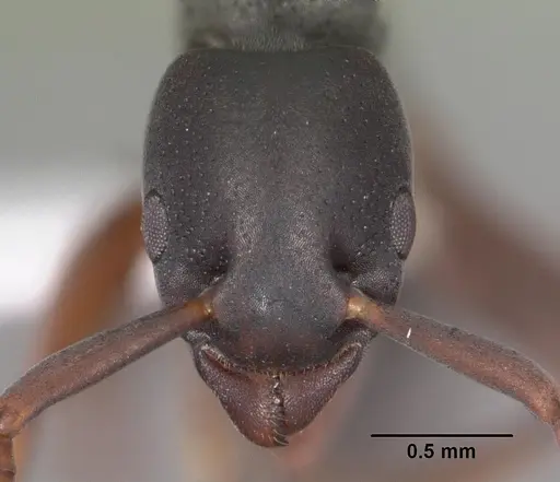 Platythyrea parallela - CASENT0102279