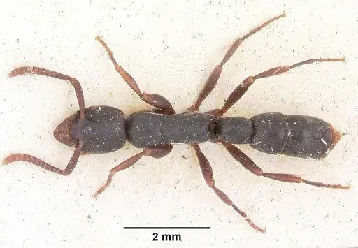 Platythyrea parallela - CASENT0102936