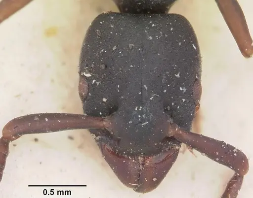 Platythyrea parallela - CASENT0102936