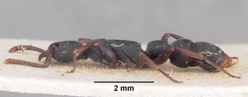 Platythyrea parallela - CASENT0102936