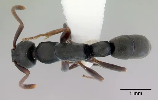 Platythyrea parallela - CASENT0172411