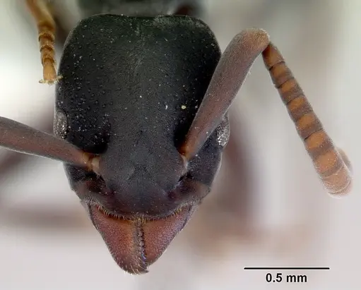 Platythyrea parallela - CASENT0172411