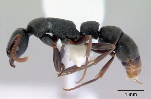 Platythyrea parallela - CASENT0172411