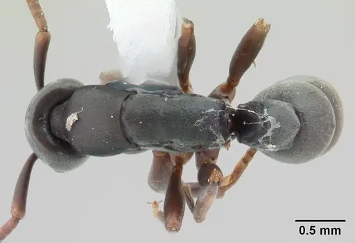 Platythyrea parallela - CASENT0178405