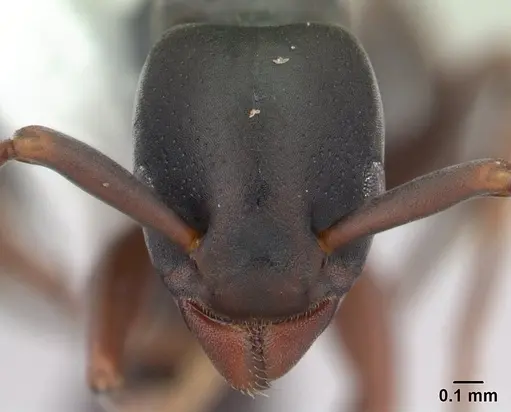 Platythyrea parallela - CASENT0178405