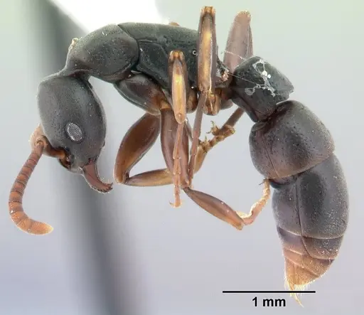 Platythyrea parallela - CASENT0178405