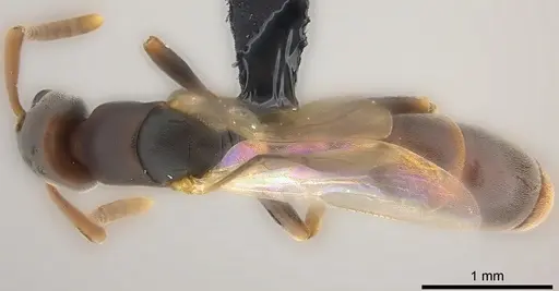 Platythyrea parallela - CASENT0194735