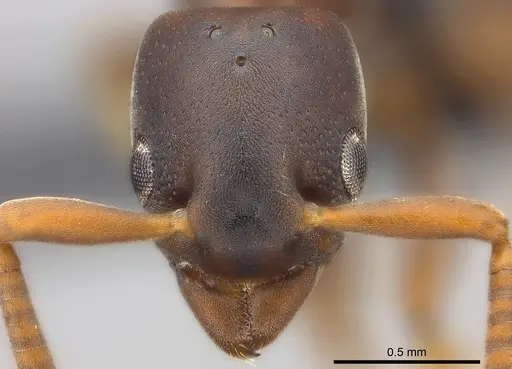 Platythyrea parallela - CASENT0194735