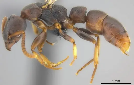 Platythyrea parallela - CASENT0194735