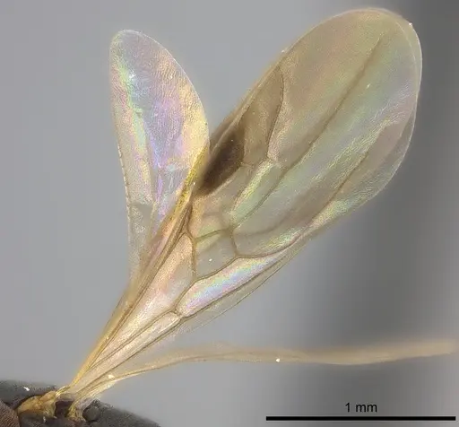 Platythyrea parallela - CASENT0194735