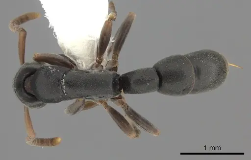 Platythyrea parallela - CASENT0260477