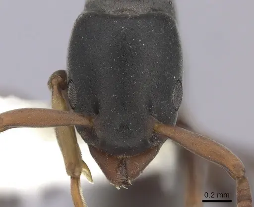 Platythyrea parallela - CASENT0260477