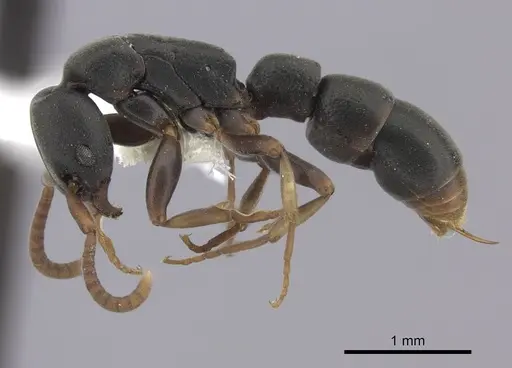 Platythyrea parallela - CASENT0260477