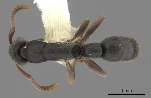 Platythyrea parallela - CASENT0260478