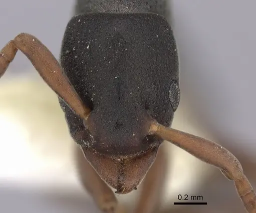 Platythyrea parallela - CASENT0260478