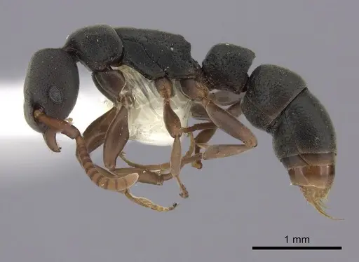 Platythyrea parallela - CASENT0260478