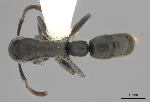 Platythyrea parallela - CASENT0260479