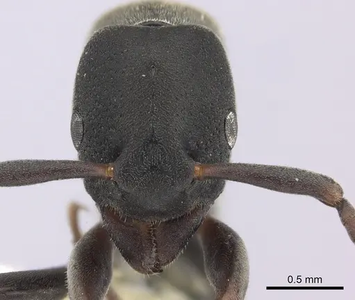 Platythyrea parallela - CASENT0260479