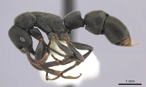 Platythyrea parallela - CASENT0260479