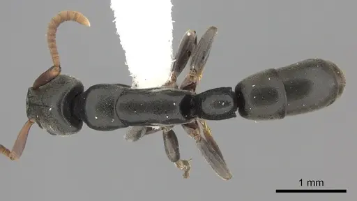 Platythyrea parallela - CASENT0260480